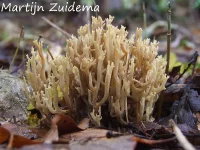 Stoere koraalzwam [Ramaria decurrens]